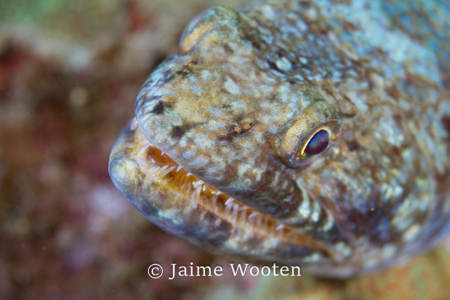 Lizardfish