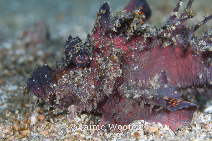 Scorpion Fish