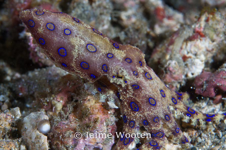 Blue ring octopus