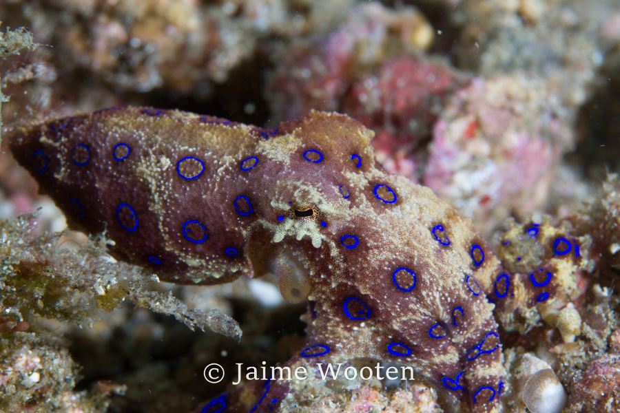 Blue ring octopus