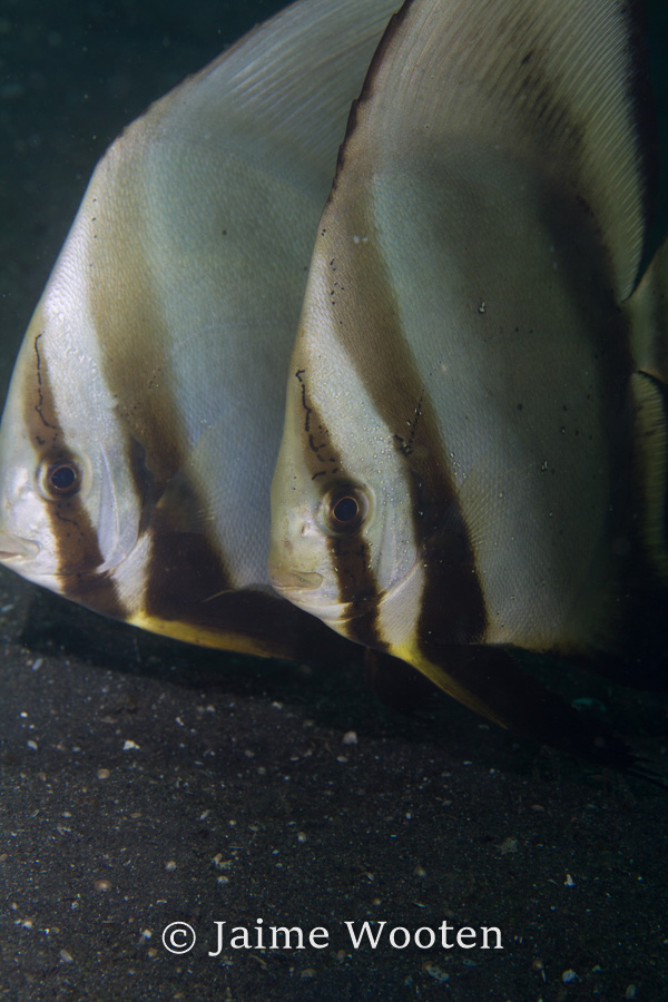 Two Spadefish