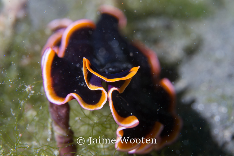 Flatworm