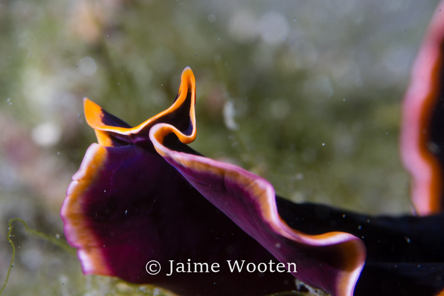 Flatworm