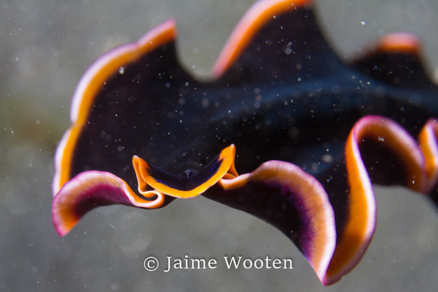 Flatworm