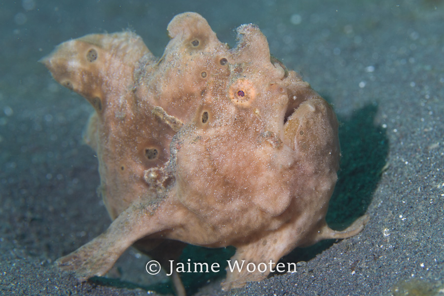 Frog fish