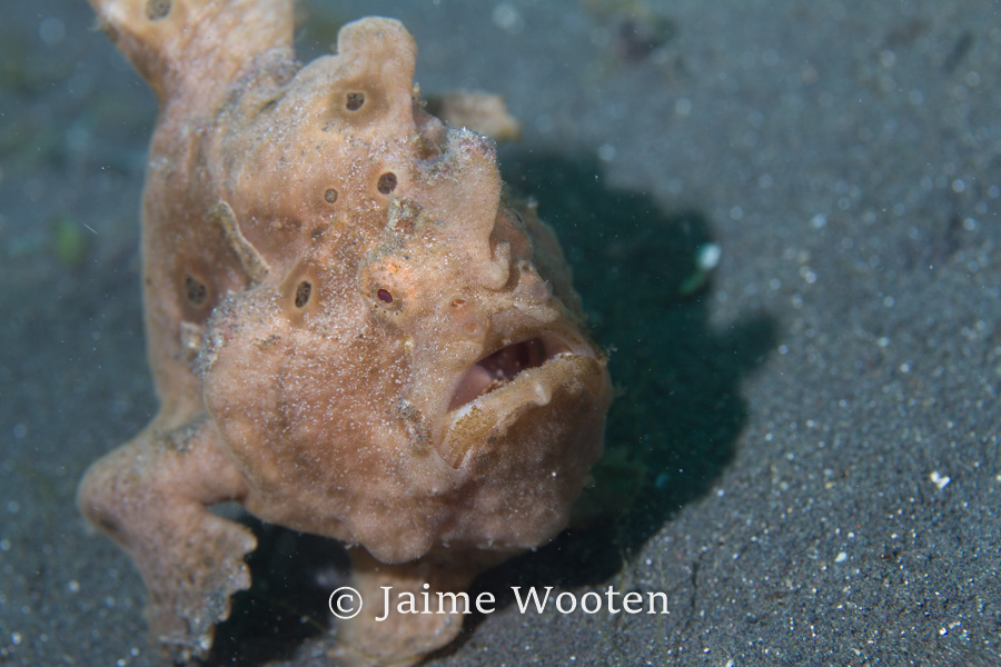 Frog fish