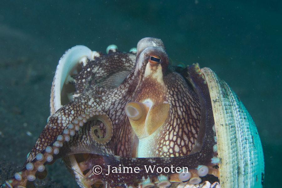 Coconut octopus