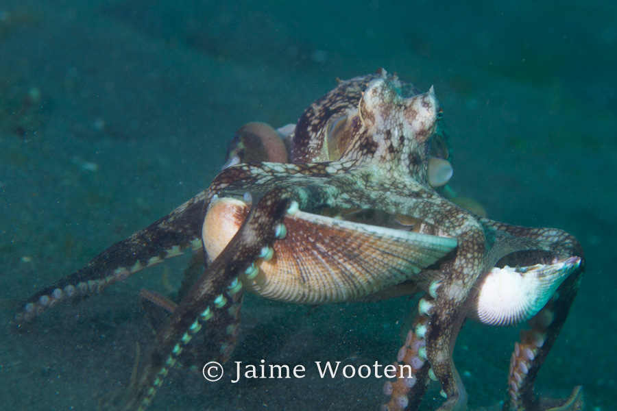 Coconut octopus