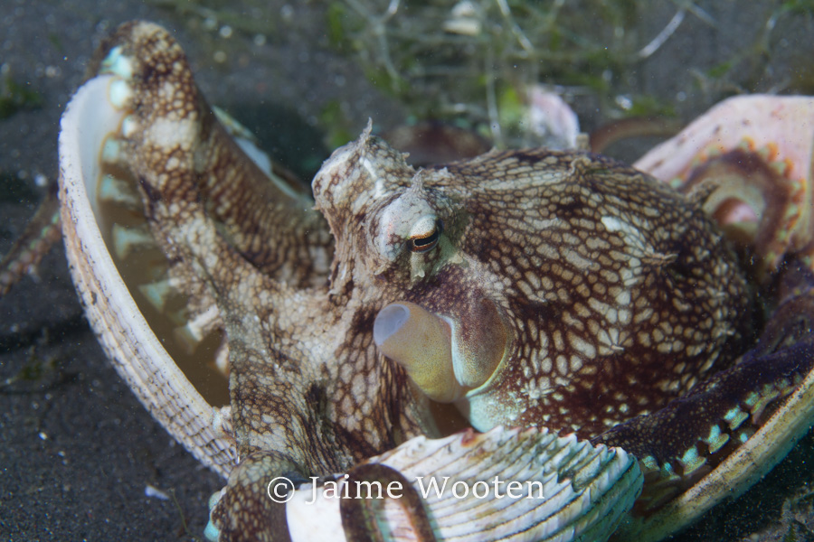 Coconut octopus