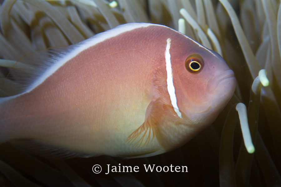 Pink Anemone