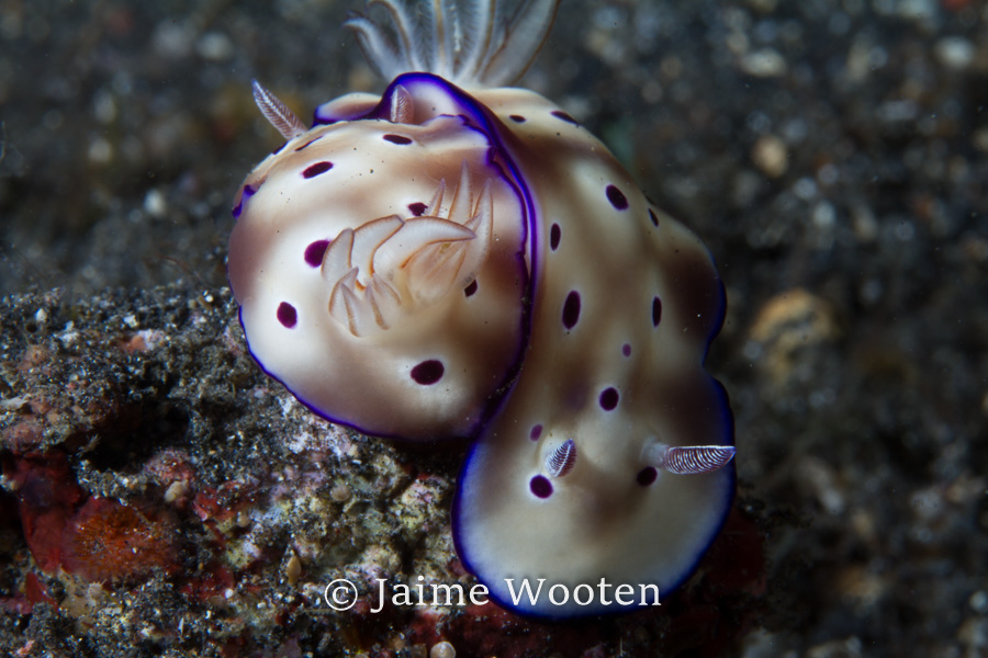 Nudibranch