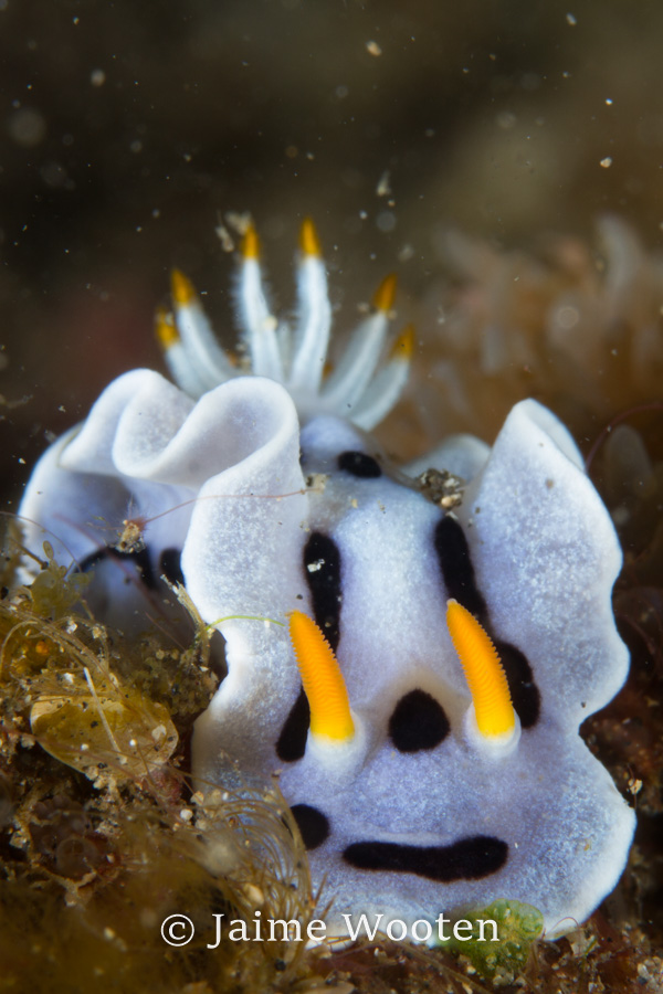 Nudibranch