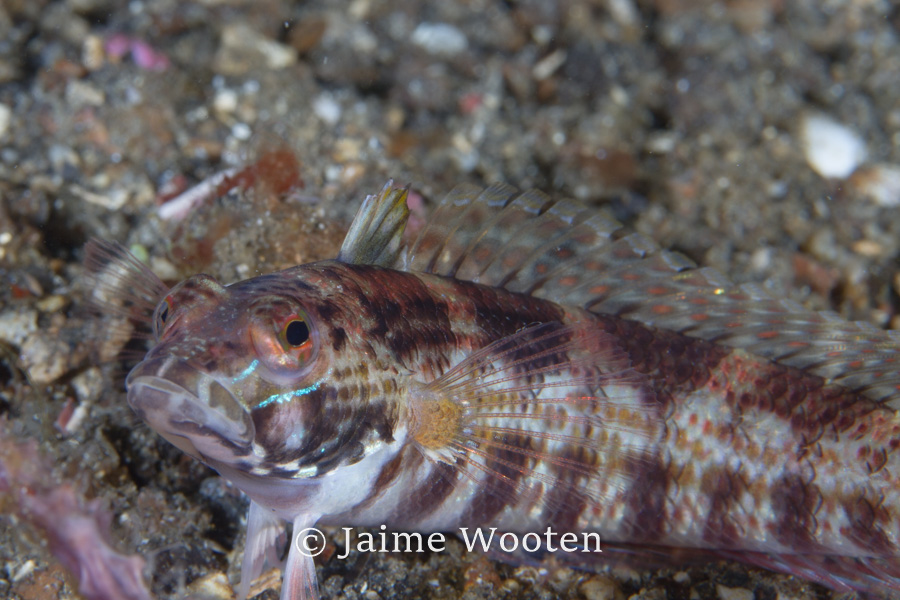 Blenny