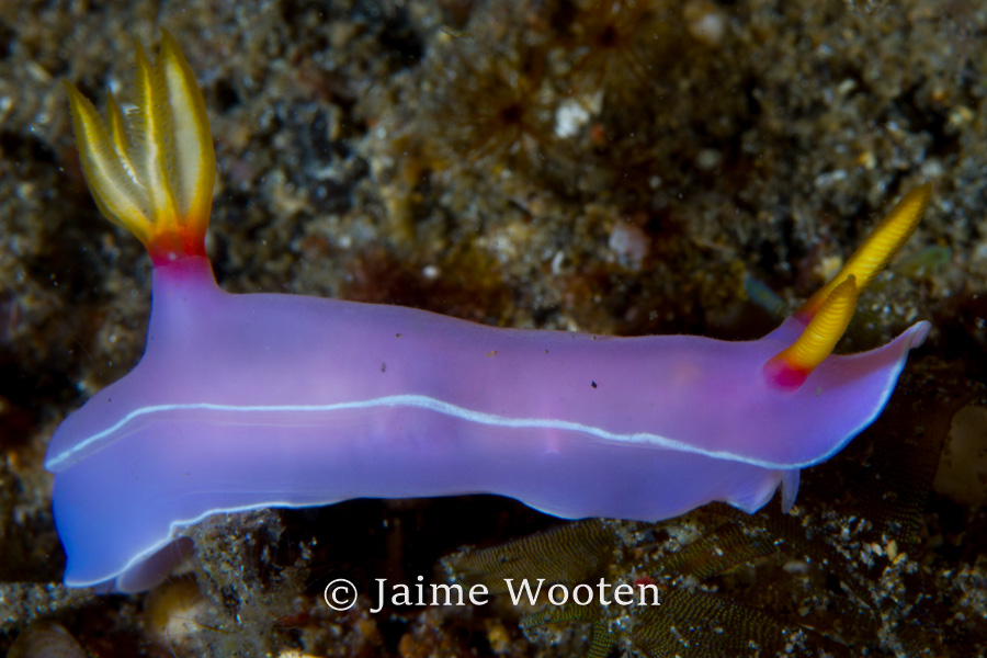 Nudibranch