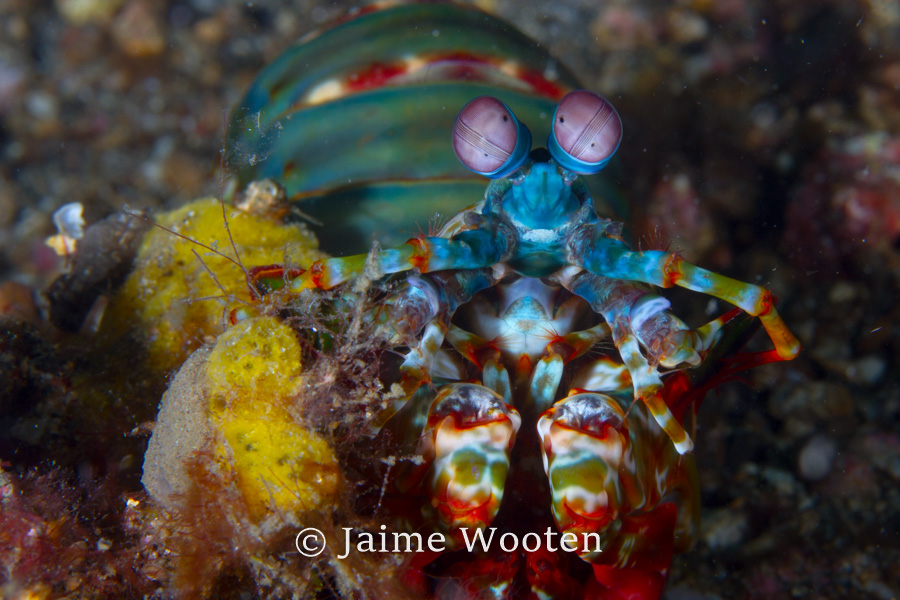 Mantis Shrimp