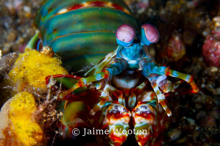 Mantis Shrimp