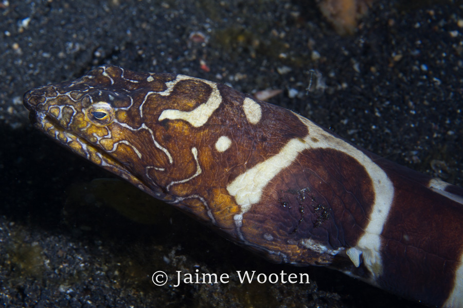 Snake Eel