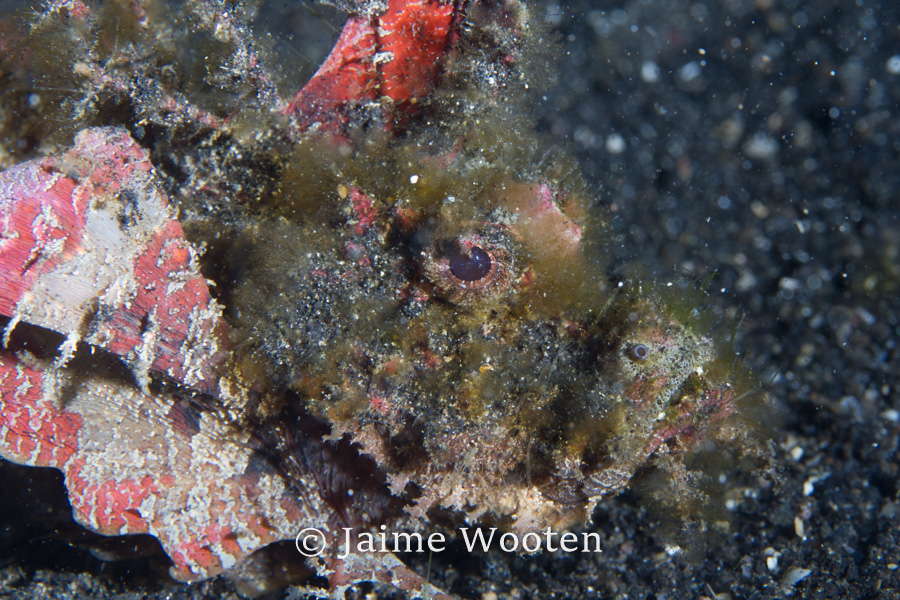 Scorpion Fish