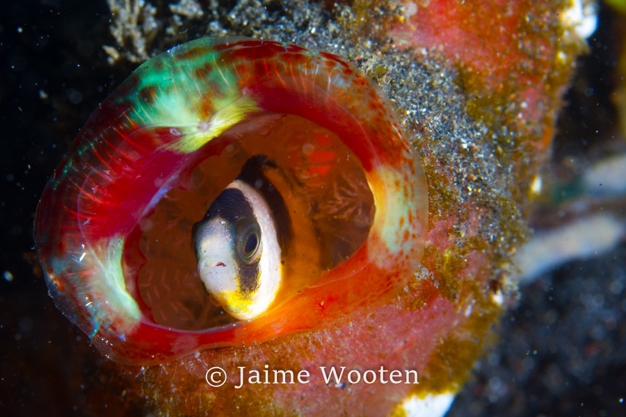 Anemonefish in Red Bottle