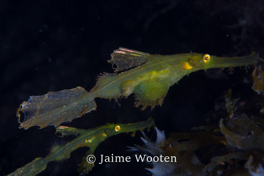 Ghost Pipefish