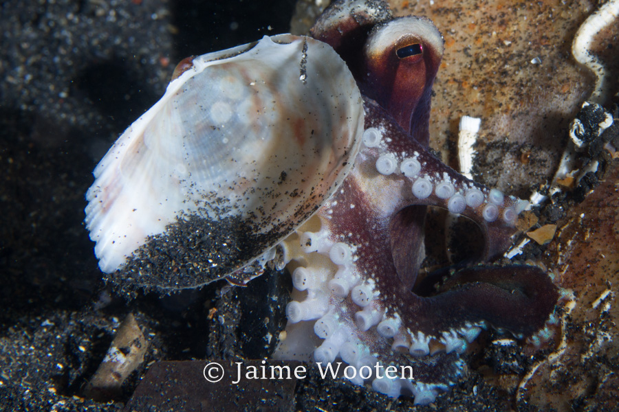 Coconut octopus