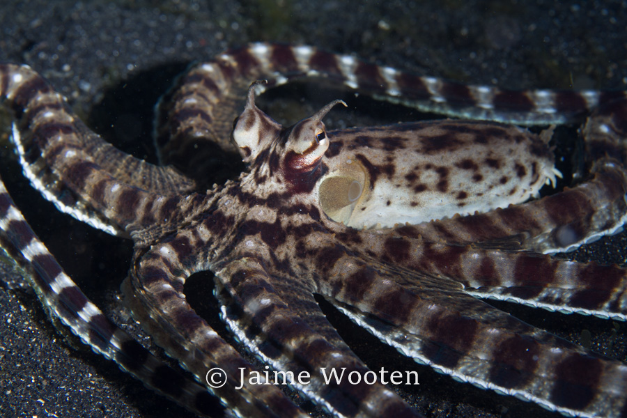 Mimic octopus