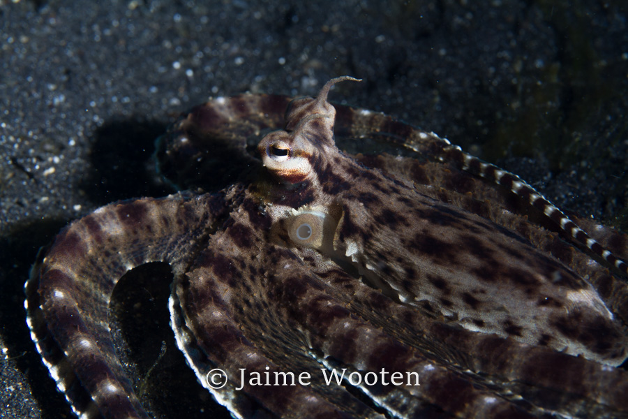 Mimic octopus