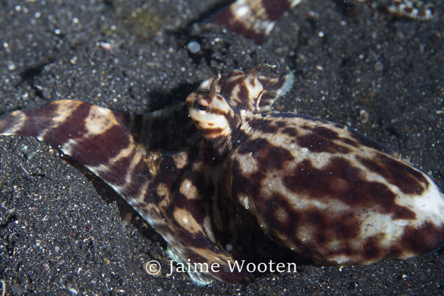 Mimic octopus