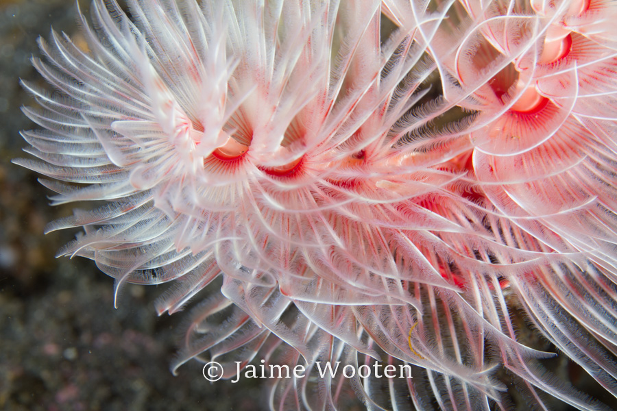 Christmas Tree Worms