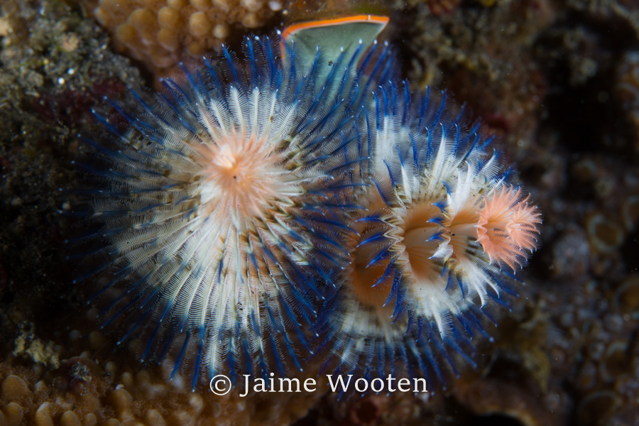 Christmas Tree Worms