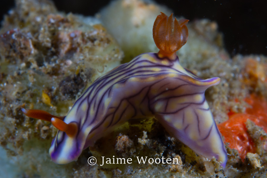 Nudibranch