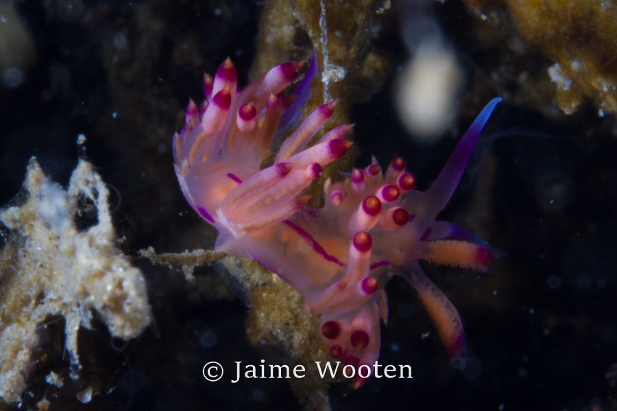 Nudibranch