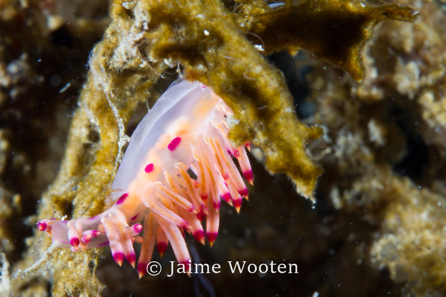 Nudibranch