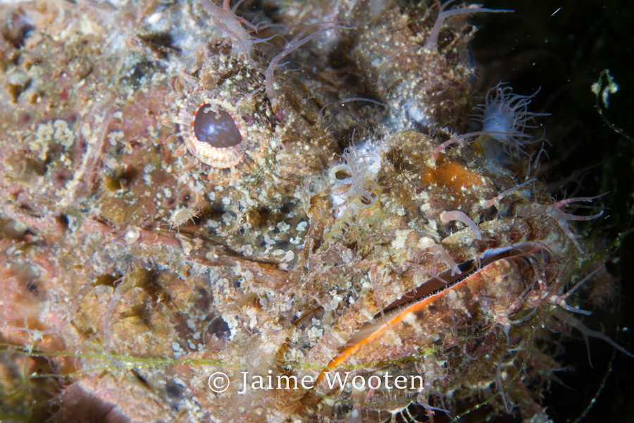 Scorpion Fish