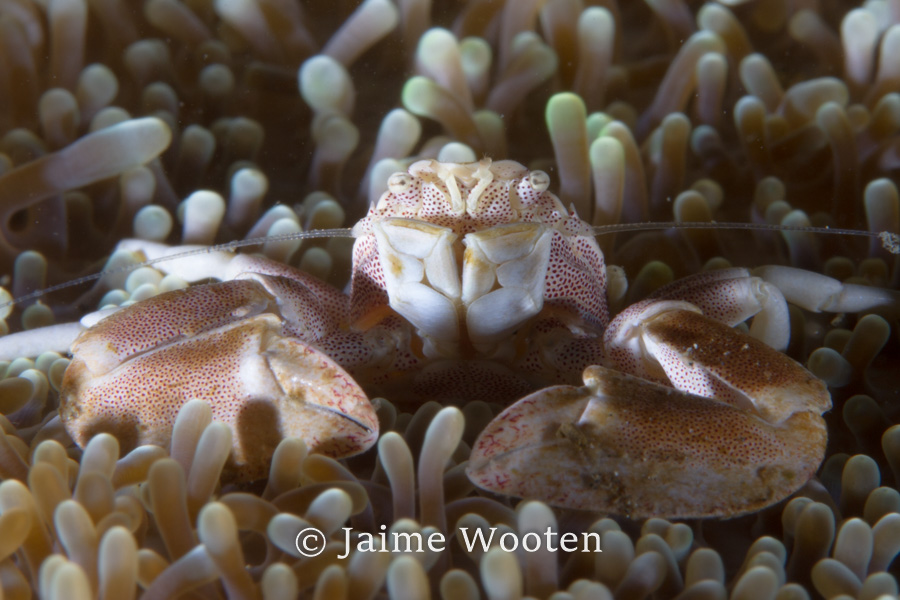 Porcelain Crab in Anemone