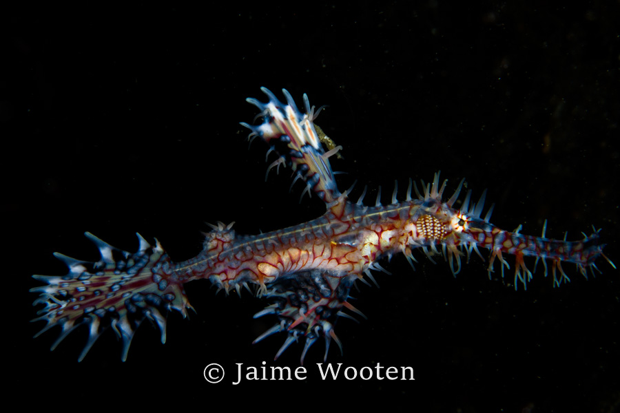 Ornate Ghost Pipefish