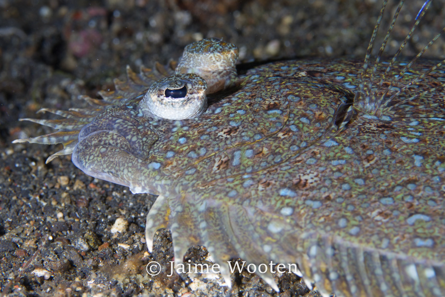 Flounder