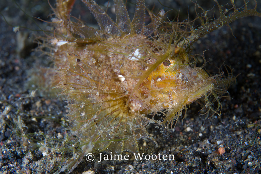 Scorpion Fish