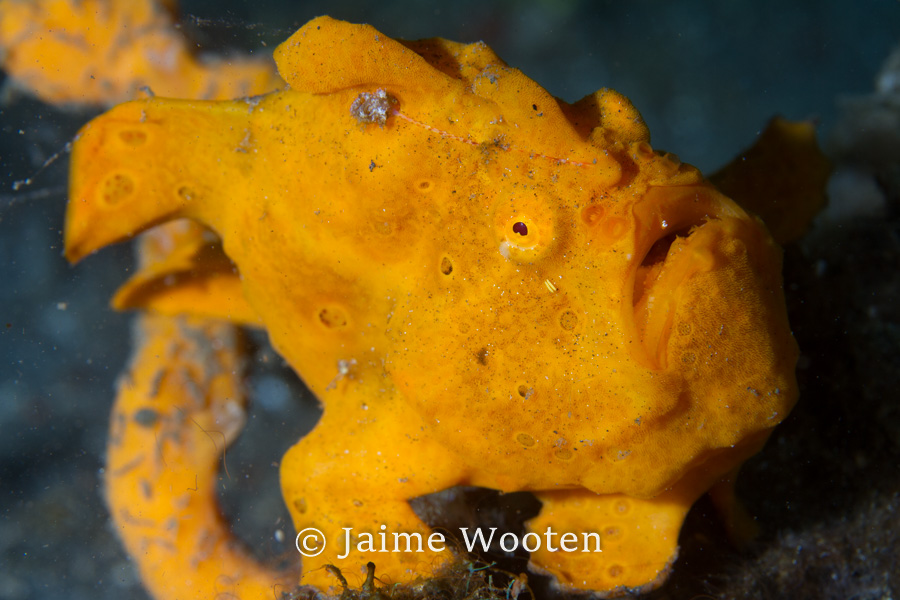 Frog fish