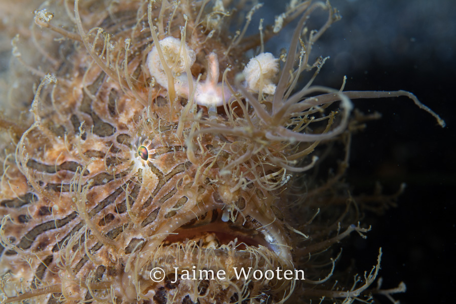 Hairy Frog fish