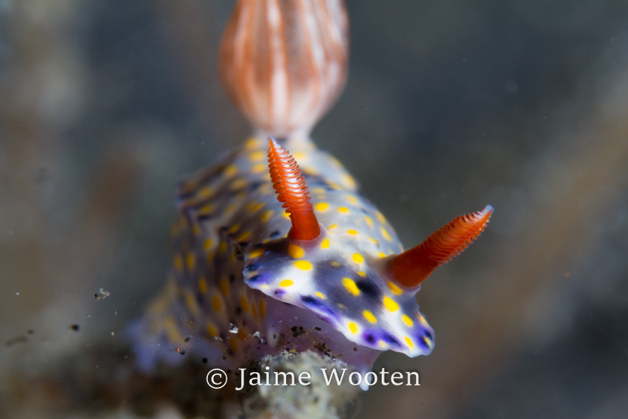 Nudibranch