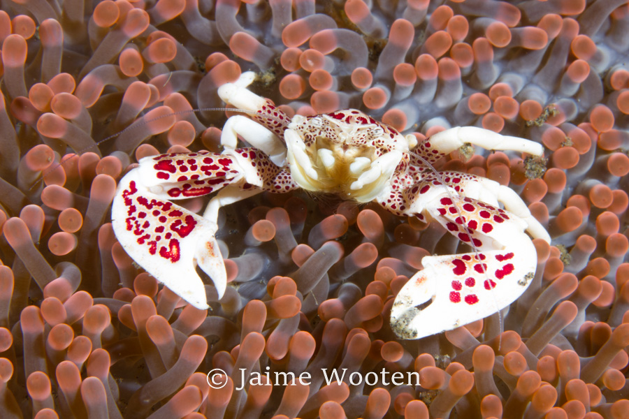 Porcelain Crab in Anemone