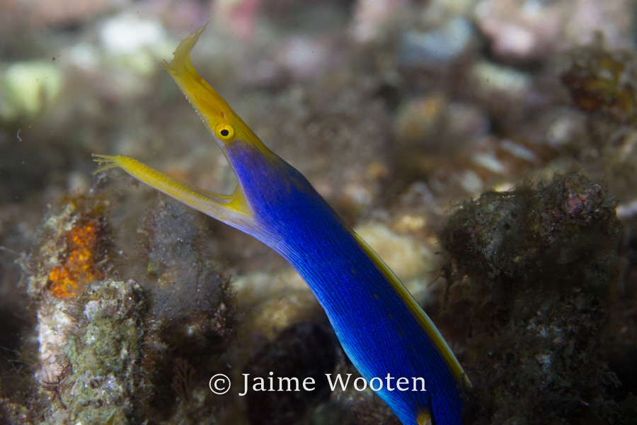 Blue Ribbon Eel