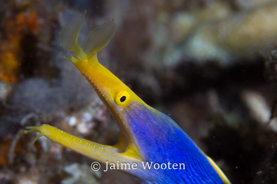 Blue Ribbon Eel