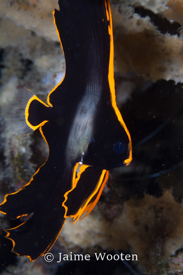 Juvenile Spadefish