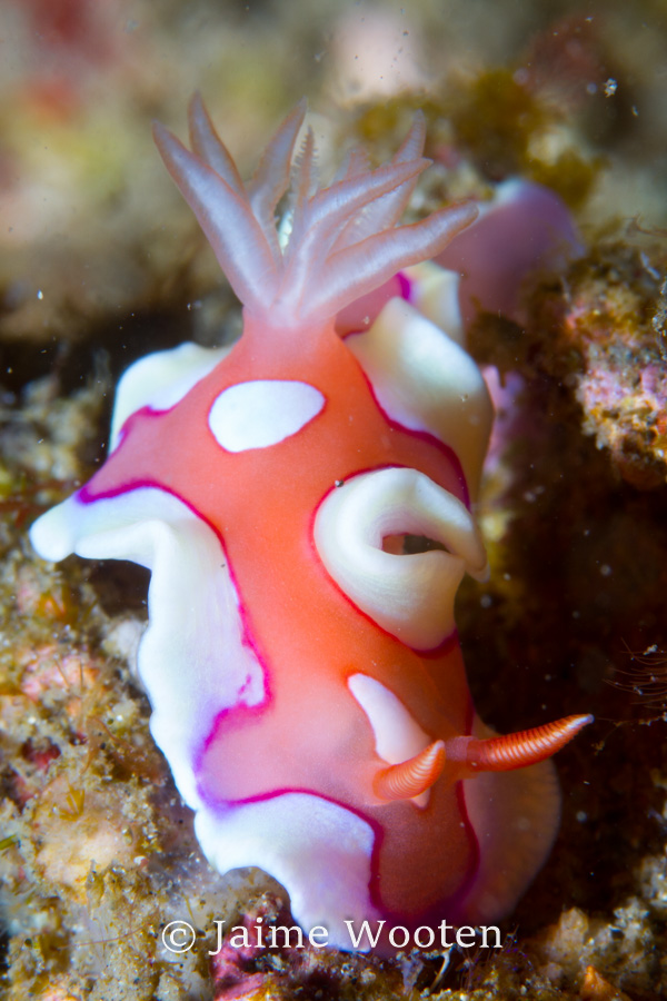 Nudibranch