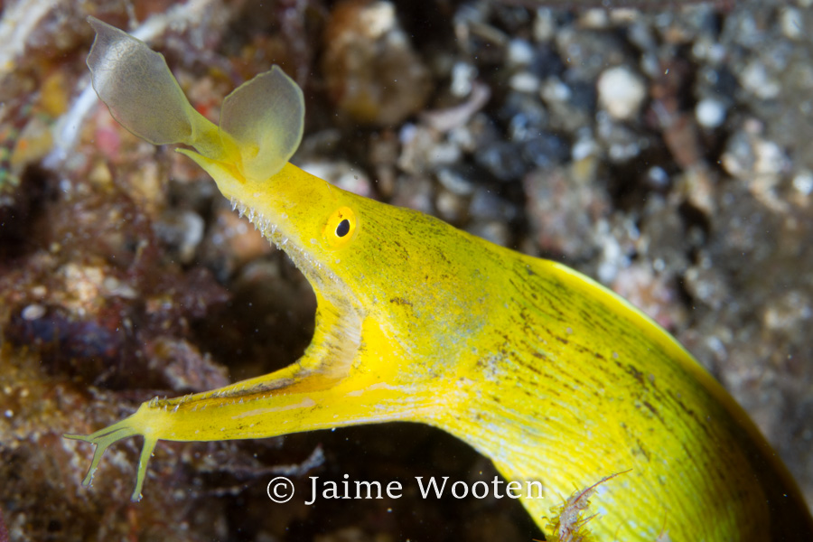 Yellow Ribbon Eel Female