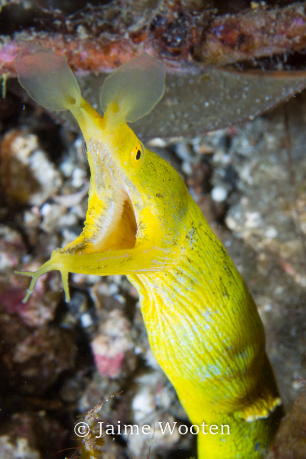 Yellow Ribbon Eel Female