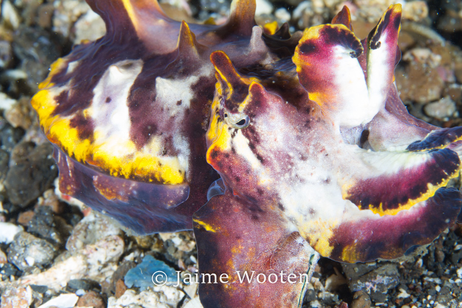 Flamboyant Cuttlefish