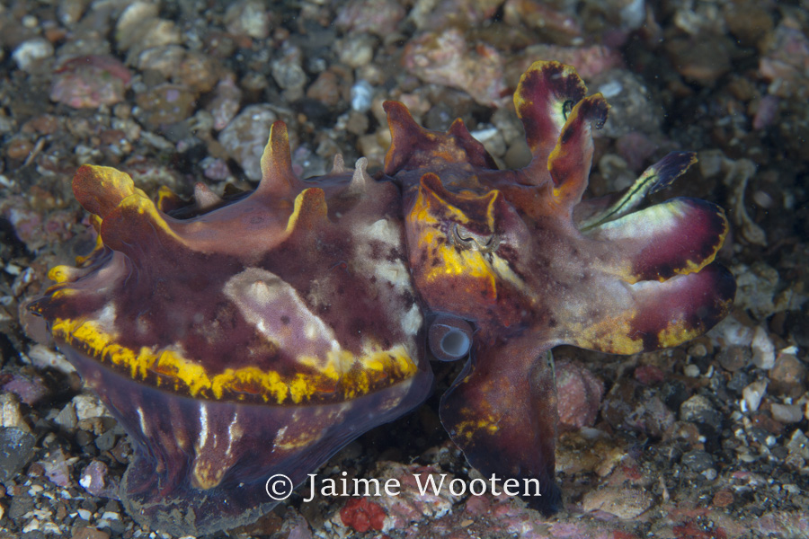 Flamboyant Cuttlefish